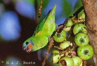 Double-eyed Fig-Parrot - Cyclopsitta diophthalma