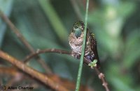 Tyrian Metaltail - Metallura tyrianthina
