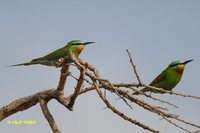 Blue-cheeked Bee-eater - Merops persicus