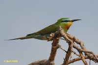 Blue-cheeked Bee-eater - Merops persicus