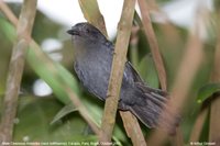 Cinereous Antshrike - Thamnomanes caesius