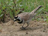 Horned Lark - Eremophila alpestris