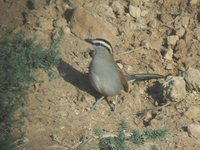 Black-crowned Tchagra - Tchagra senegala