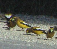 Evening Grosbeak - Coccothraustes vespertinus