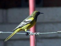 Scott's Oriole - Icterus parisorum