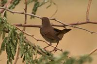 Thrush Nightingale