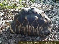 Radiated Tortoise, Geochelone radiata