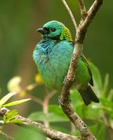 Green-headed Tanager (??Nick Athanas)