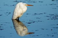 Great Egret