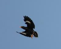 Javan Myna Acridotheres javanicus