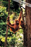 Adult Orang-utan and baby (Pongo pygmaeus) photo