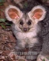 ...A rarely seen and even more rarely photographed greater glider , an Australian nocturnal animal 