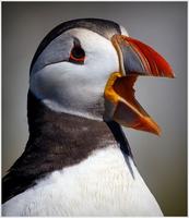 Puffin