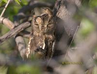 Oriental scops owl C20D 03242.jpg