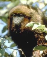 Callicebus cupreus