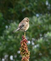 Twite Carduelis flavirostris