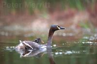 Australasian Grebe