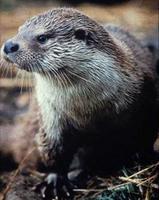 Eurasian Otter (Lutra lutra), Environment Agency