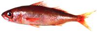 선홍치 Erythrocles schlegele (Richardson)