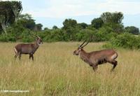 Male waterbuck