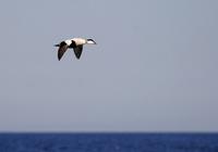 Common Eider (Somateria mollissima)