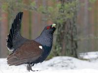 Capercaillie (Tetrao urogallus)