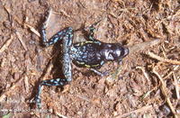 : Ameerega trivittata