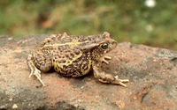 : Bufo kerinyagae