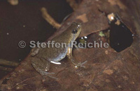 : Chiasmocleis ventrimaculata