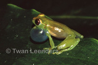 : Hyperolius ocellatus; Golden-eyed Reed Frog