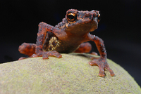 : Pelophryne guentheri; Gunther's Flathead Toad