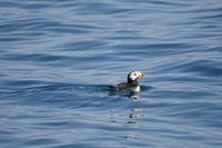 : Fratercula corniculata; Horned puffin