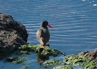 : Haematopus bachmani; Black Oystercatcher