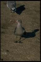 : Larus heermanni; Heermann's Gull