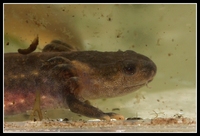 : Tylototriton kweichowensis; Red-tailed Knobby Newt