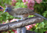 : Ortalis ruficauda; Rufous-vented Chachalaca