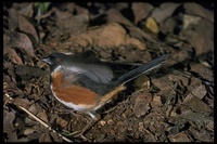 : Pipilo erythrophthalmus; Rufous-sided Towhee