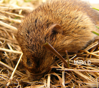 : Microtus arvalis