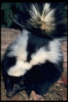 : Mephitis mephitis; Striped Skunk