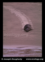 : Mirounga angustirostris; Northern Elephant Seal