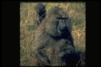 : Papio sp.; Baboon