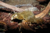 : Paraxerus cepapi; Bush Squirrel