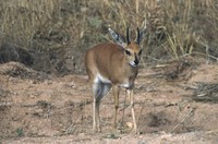 : Raphicerus campestris; Steenbok