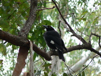 : Strepera graculina; Pied Currawong