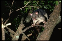 : Trichosurus vulpecula; Brush-tailed Possum