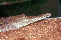 : Crocodylus johnstoni; Johnston's Crocodile