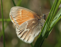 : Coenonympha tullia ampelos; Great Basin Ringlet