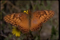 : Euptoieta hegisia; Fritillary