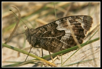 : Hipparchia semele