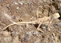 : Phrynocephalus maculatus maculatus; Black Tailed Toad Agama